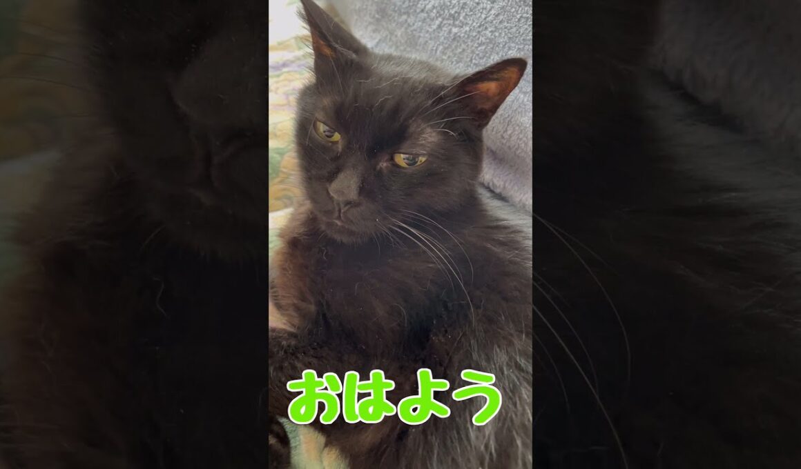 おはようございました☀️糖尿病みやちゃんいっぱい食べました‼️