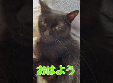 おはようございました☀️糖尿病みやちゃんいっぱい食べました‼️