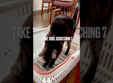 あんまり気乗りしにゃいけどやったるか #egyptianmaucat #エジプシャンマウスモーク #買い物かご #ガリガリ #scratching #shorts #エジプシャンマウ