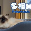 バーマン猫ウリ【多相睡眠】Polyphasic sleep（バーマン猫）Birman/Cat