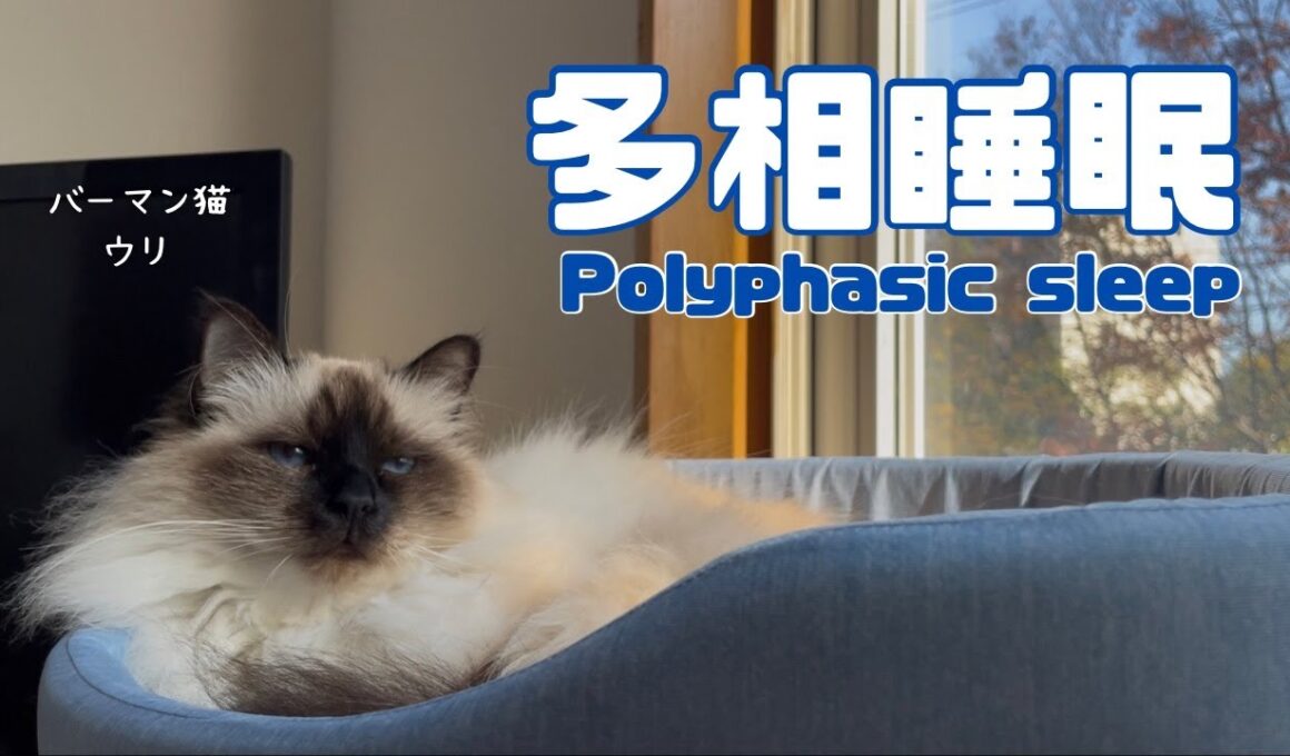 バーマン猫ウリ【多相睡眠】Polyphasic sleep（バーマン猫）Birman/Cat
