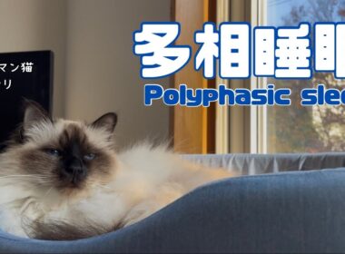 バーマン猫ウリ【多相睡眠】Polyphasic sleep（バーマン猫）Birman/Cat