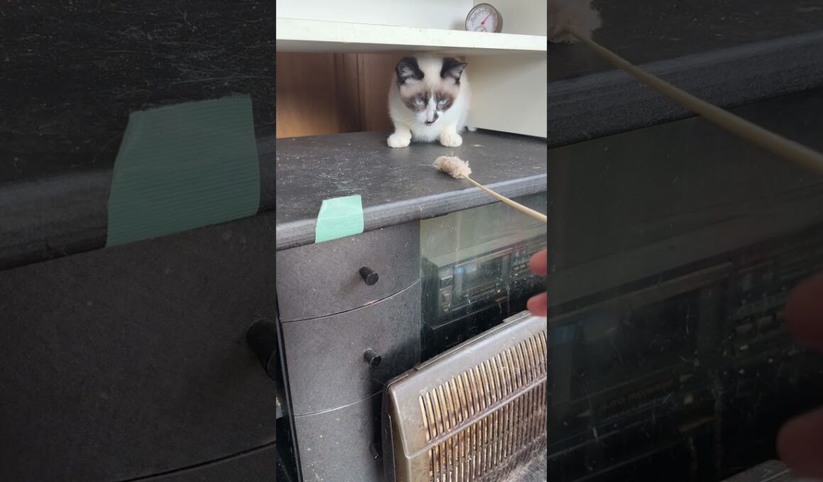 AVラックにいるシャムの子ねこパンダくんと、ちょこっと、ネコジャラシ