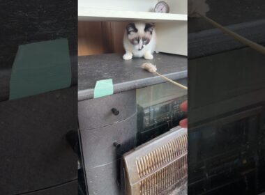 AVラックにいるシャムの子ねこパンダくんと、ちょこっと、ネコジャラシ