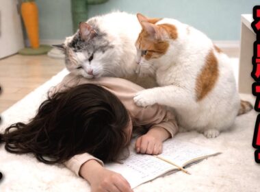 【もう限界…】冬休みの宿題が終わらない８歳の娘に悪魔のささやきをする猫たち