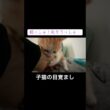 高血圧な子猫の目覚まし #cat  #猫  #ねこ  #保護猫 #cute #猫のいる暮らし #子猫 #猫kitten #保護猫 #こねこ
