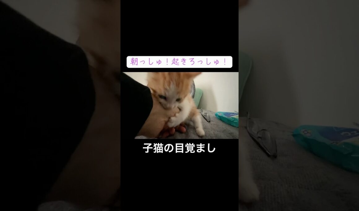 高血圧な子猫の目覚まし #cat  #猫  #ねこ  #保護猫 #cute #猫のいる暮らし #子猫 #猫kitten #保護猫 #こねこ
