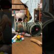 DIYキャットタワーで遊ぶ子ネコ３匹。シャムの雫、パンダと黒猫の黒夢。最後は、丸イスに雫だけ