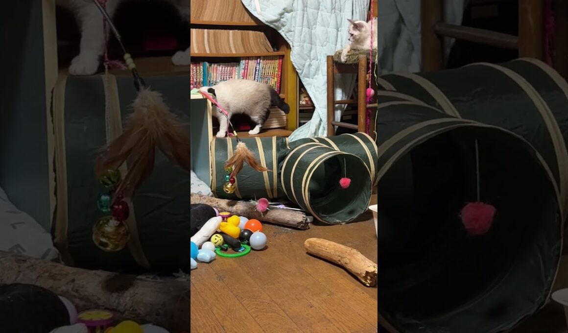 DIYキャットタワーで遊ぶ子ネコ３匹。シャムの雫、パンダと黒猫の黒夢。最後は、丸イスに雫だけ