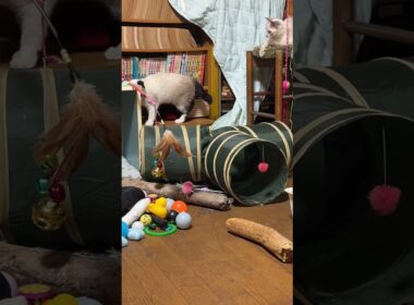 DIYキャットタワーで遊ぶ子ネコ３匹。シャムの雫、パンダと黒猫の黒夢。最後は、丸イスに雫だけ