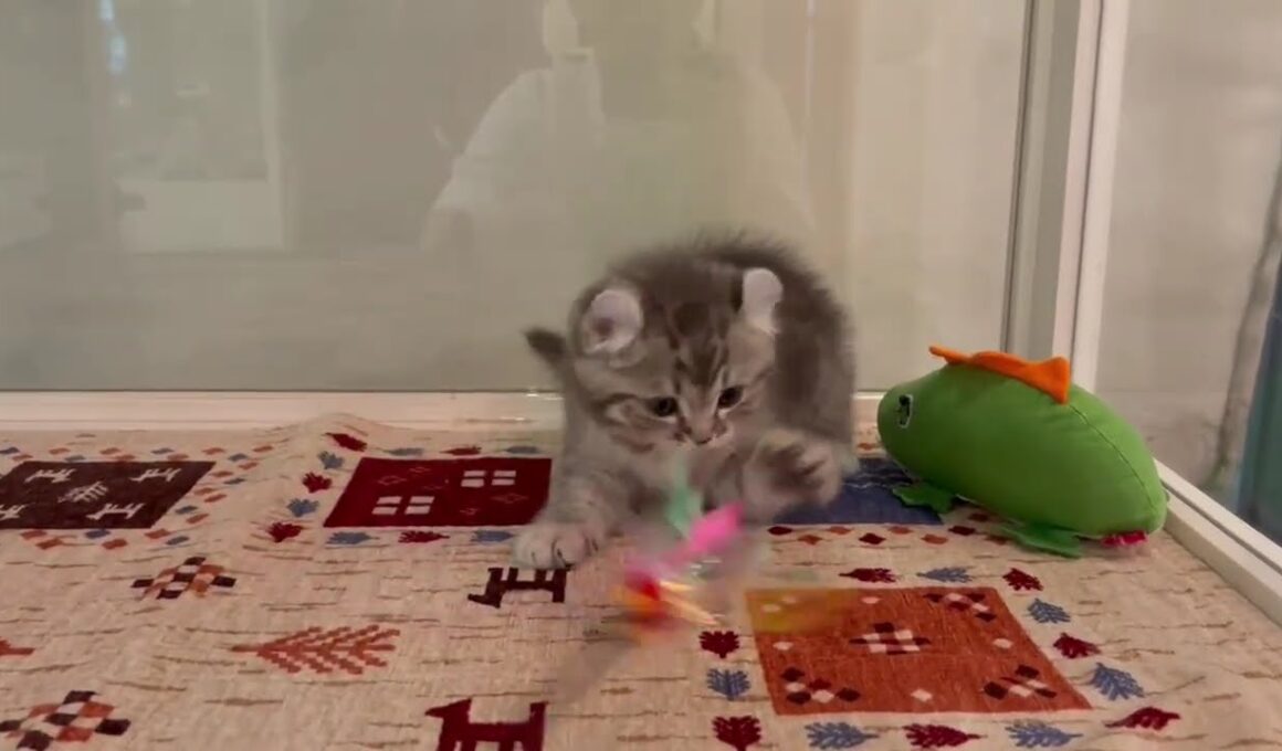 アメリカンカール　男の子　2025/11/2生まれ