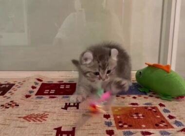 アメリカンカール　男の子　2025/11/2生まれ