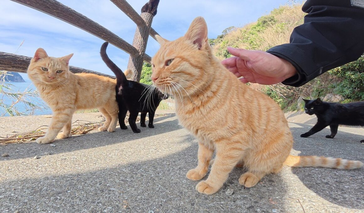 茶トラ猫が「猫の集会が始まるよ！」と海辺の道まで案内してくれた