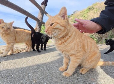茶トラ猫が「猫の集会が始まるよ！」と海辺の道まで案内してくれた