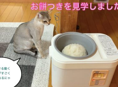 【シンガプーラ】餅つきを見学しました