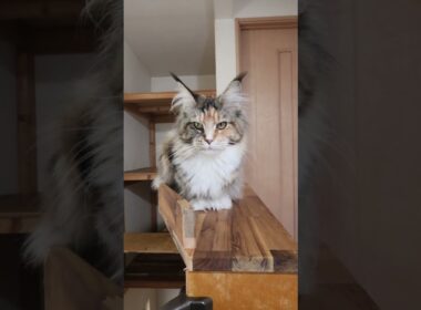 生後1歳2ヶ月美しいメインクーン椿さん