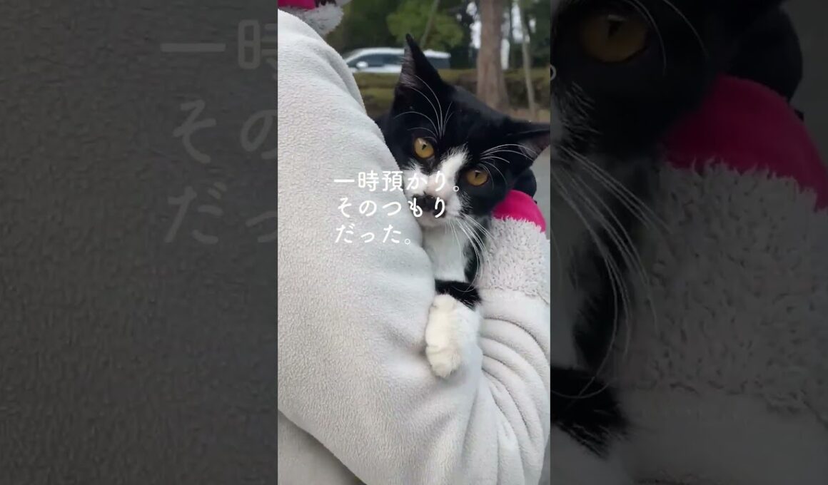 【激痩せ子猫保護】あの日、出会った命 01