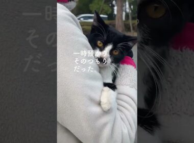 【激痩せ子猫保護】あの日、出会った命 01