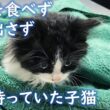 養育主のもとで初対面した保護子猫。その後、お互いの心のスキマを埋め合うかのように、いつまでも寄り添い続ける。【猫にまつわる感動話】 #子猫 #保護猫 #感動 #家族 #animals #cat