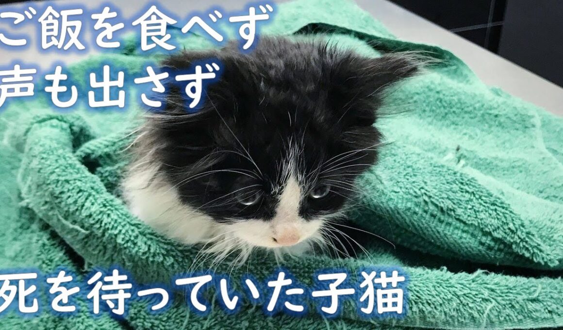 養育主のもとで初対面した保護子猫。その後、お互いの心のスキマを埋め合うかのように、いつまでも寄り添い続ける。【猫にまつわる感動話】 #子猫 #保護猫 #感動 #家族 #animals #cat