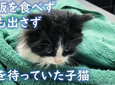 養育主のもとで初対面した保護子猫。その後、お互いの心のスキマを埋め合うかのように、いつまでも寄り添い続ける。【猫にまつわる感動話】 #子猫 #保護猫 #感動 #家族 #animals #cat