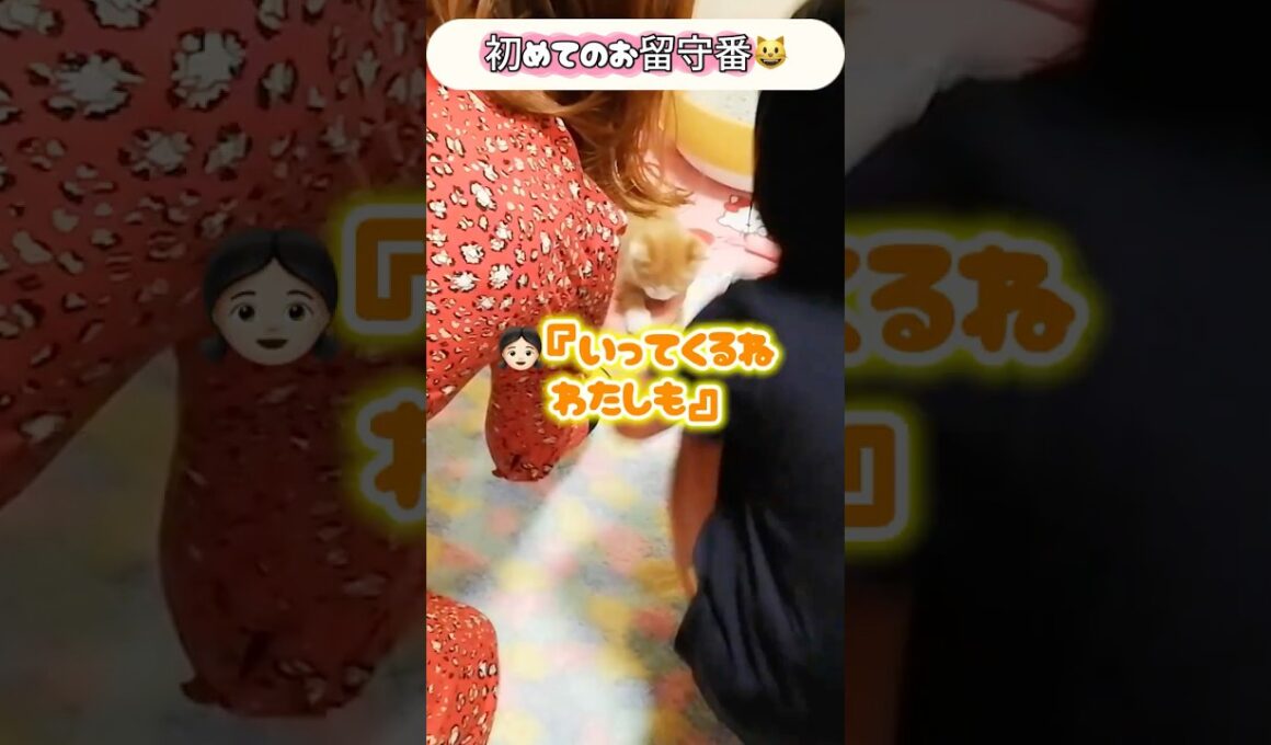 【感動】飼い主を待ち続けた子猫の再会シーンが泣ける！ #shorts  #保護猫 #子ネコ #兄弟猫 #ねこ #猫家族 #子猫 #茶トラ猫