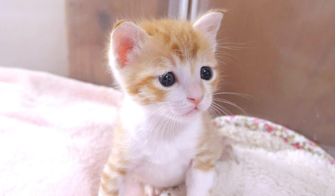 子猫さん、とんでもない事やらかし逃走しちゃう【赤ちゃん猫　保護猫】