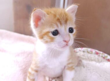 子猫さん、とんでもない事やらかし逃走しちゃう【赤ちゃん猫　保護猫】