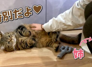 初めて泊まりに来た姉をおもてなしする猫たちが可愛すぎた！