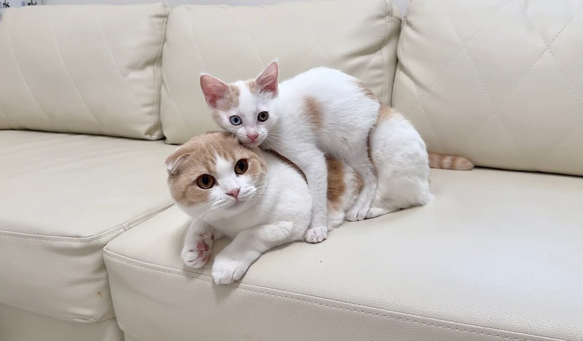 保護した子猫と先輩猫を対面させたら懐きすぎて3日でまさかのこうなってしまいました…