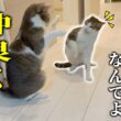 先輩猫にしつこく戦いを挑み続ける子猫と大掃除の様子【保護猫３匹の暮らし】