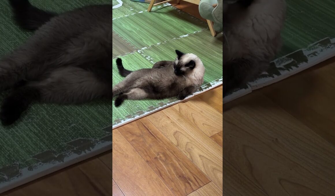 【2026.01.08】今日のシャム猫のふくさん（音無し）【たぬき猫】 #shorts