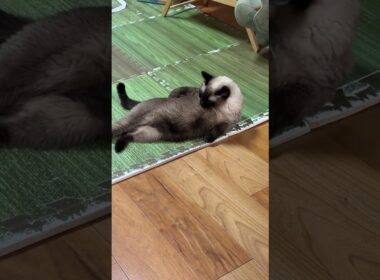 【2026.01.08】今日のシャム猫のふくさん（音無し）【たぬき猫】 #shorts