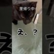 保護子猫の里帰り。戻った瞬間、蛇口から水飲んでたw　#保護猫