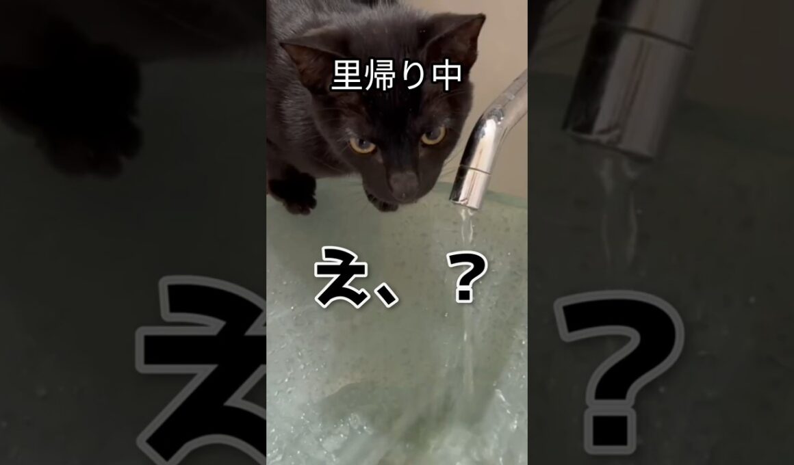 保護子猫の里帰り。戻った瞬間、蛇口から水飲んでたw　#保護猫