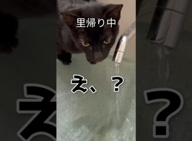 保護子猫の里帰り。戻った瞬間、蛇口から水飲んでたw　#保護猫