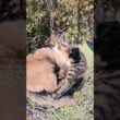 シャム猫がお友達のキジトラ猫をクッションにしてお昼寝する #猫 #ねこ #cat