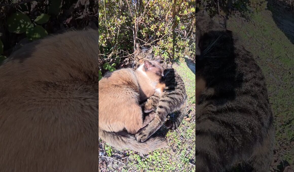 シャム猫がお友達のキジトラ猫をクッションにしてお昼寝する #猫 #ねこ #cat