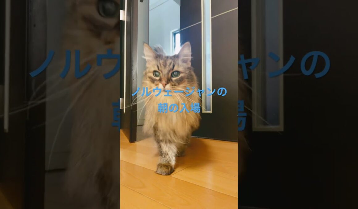 ノルウェージャンの朝の入場#shorts #ノルウェージャンフォレストキャット #cat #猫 #猫のいる暮らし #pets