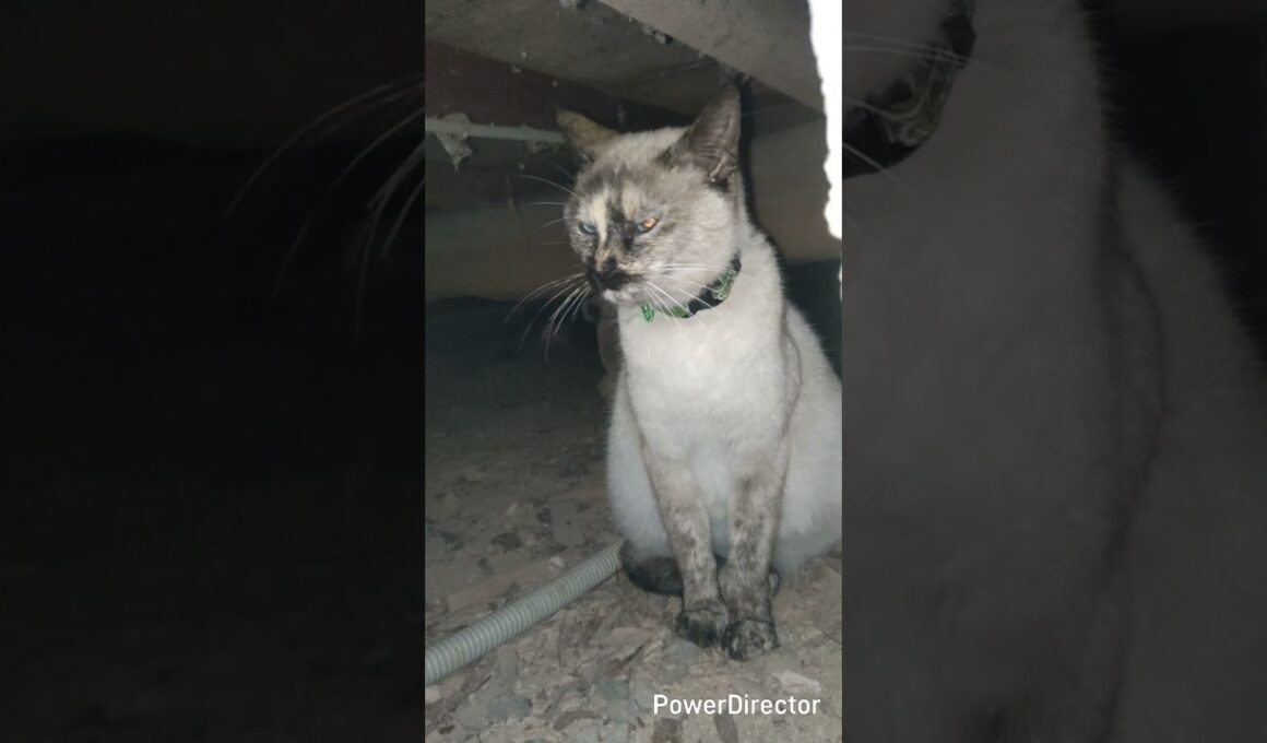 反省する猫　#シャムミックス