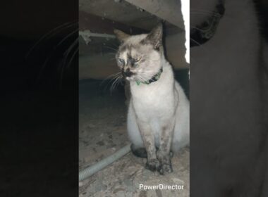 反省する猫　#シャムミックス