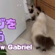 バーマン猫ガブ【ガブを追う】Follow Gabriel（バーマン猫）Birman/Cat