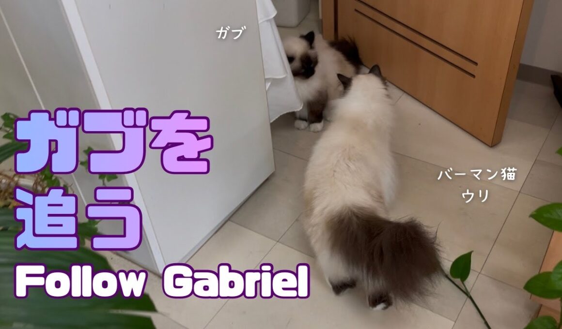 バーマン猫ガブ【ガブを追う】Follow Gabriel（バーマン猫）Birman/Cat