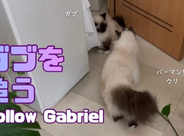 バーマン猫ガブ【ガブを追う】Follow Gabriel（バーマン猫）Birman/Cat