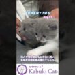 猫の性格は育て上げられる【幼少期は黄金期】シャルトリュー✖️ブリティッシュショートヘア #シャルトリュー #猫好きさんと繋がりたい #ブリティッシュショートヘア