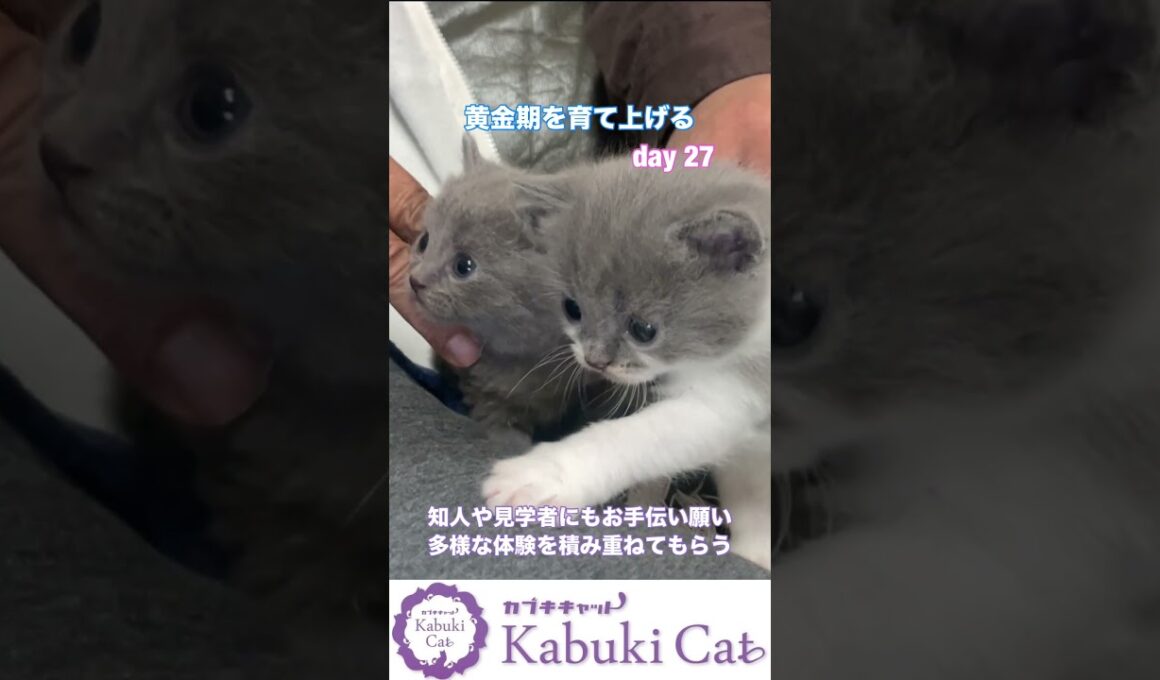 猫の性格は育て上げられる【幼少期は黄金期】シャルトリュー✖️ブリティッシュショートヘア #シャルトリュー #猫好きさんと繋がりたい #ブリティッシュショートヘア