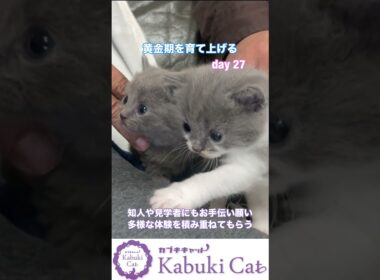 猫の性格は育て上げられる【幼少期は黄金期】シャルトリュー✖️ブリティッシュショートヘア #シャルトリュー #猫好きさんと繋がりたい #ブリティッシュショートヘア