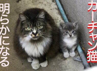 子猫を託した猫一族、さらなる因縁が判明する My fatal cat clan