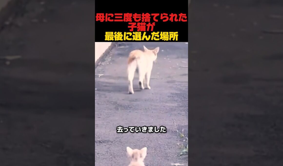 母に三度も捨てられた子猫が、最後に選んだ場所　#感動する話