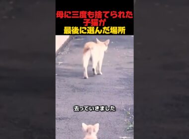 母に三度も捨てられた子猫が、最後に選んだ場所　#感動する話